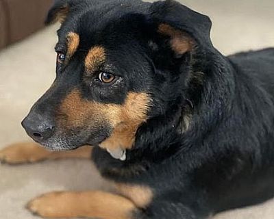 Barkley - Rottweiler Female Dog for Adoption