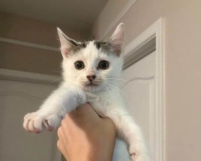 Toffee - Domestic Shorthair Male Kitten for Adoption