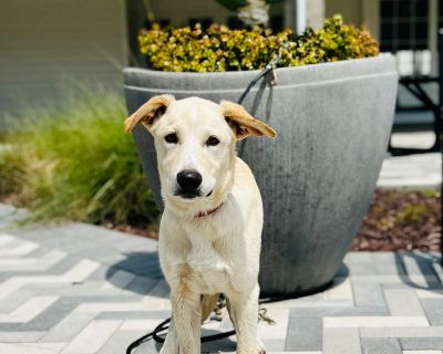 Meet Sia, a Petstablished German Shepherd Dog Dog