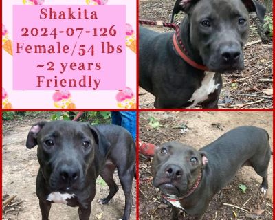 2024-07-126 *Shakita* - Pit Bull Terrier Female Dog for Adoption