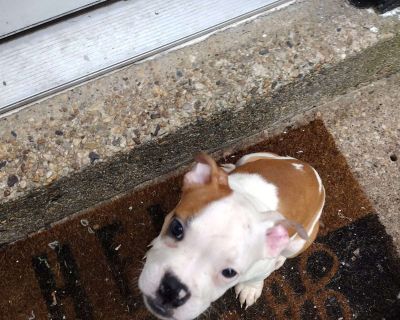 King Hugo - American Bulldog Puppy For Sale in Maryland