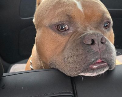 ? Meet Apollo The Sweetest Block-Headed Hunk! ? Apollo is a three-year-old pit bull heartthrob who has the whole package stunning looks, a goofy smile, and a loving personality that melts everyone he meets. This handsome boy is friendly with adults, gentle with kids, and plays beautifully with other dogs. He s the kind of pup who walks into a room and instantly makes it brighter. Apollo loves s...