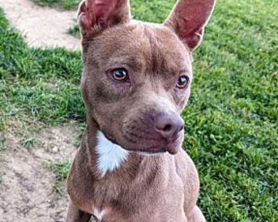 Pound Dog-Charlie 176385 - Terrier (Unknown Type, Medium)/Chihuahua Mix Male Dog for Adoption