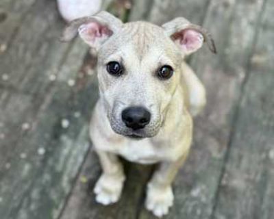 Maverick - Mixed Breed (Medium) Male Puppy for Adoption