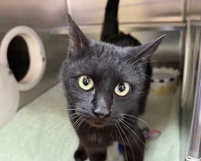 Blackie - Domestic Shorthair Female Cat for Adoption