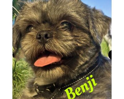 Benji - Shih Tzu Male Dog for Adoption