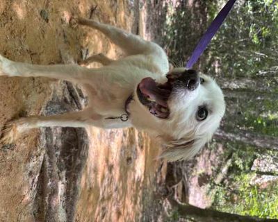 Henry - Cavalier King Charles Spaniel Male Dog for Adoption