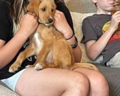 Sam - Poodle (Standard) Male Puppy for Adoption