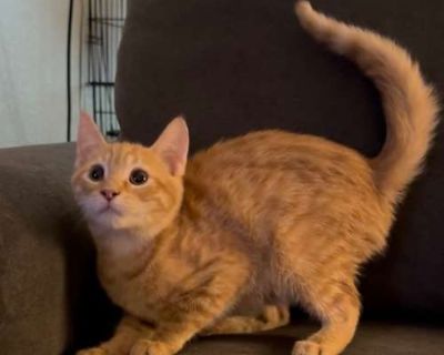 Chilli JW - Domestic Shorthair Male Cat for Adoption