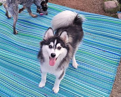 Kai - Husky Male Dog for Adoption