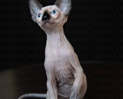Canadian Sphynx