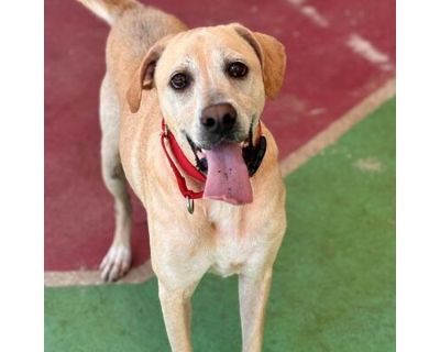 Jax - Labrador Retriever/Mixed Breed (Medium) Mix Male Dog for Adoption