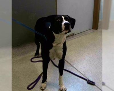 OSCAR - American Bulldog Mix Male Adult Dog for Adoption