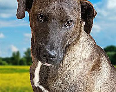 Ziggy - Labrador Retriever Male Dog for Adoption