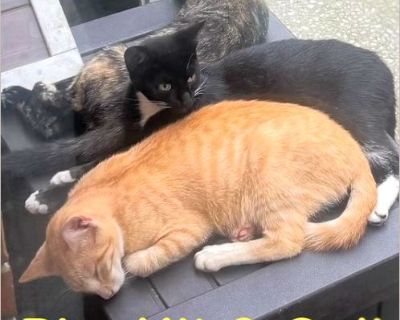 These three sweethearts were born in mid-April of this year, to a very feral momma who I finally managed to catch and get spayed after four long years of trying. Every one of them has come so far since then, they've learned to trust, to play, and to love a good meal twice a day. %BD Meet the trio: Pip (M) - Orange and white tabby, my shoulder buddy and little shadow. He's gentle, affectionate, ...