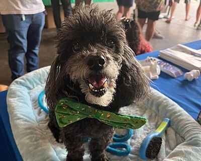 Coqui - Toy Poodle Male Dog for Adoption