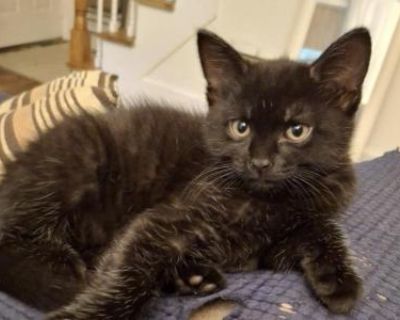 Raven - Domestic Female Kitten For Sale
