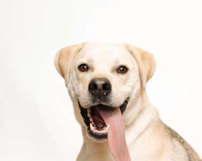Matthew - Labrador Retriever/German Shepherd Dog Mix Male Dog for Adoption