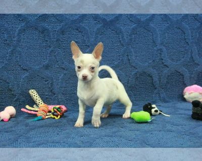 Dexter - Chihuahua Male Puppy for Sale