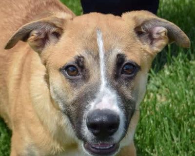 Dennis - Labrador Retriever/Border Collie Mix Male Puppy for Adoption
