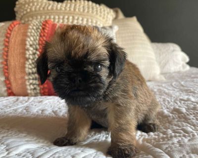 2 Male Brussels Griffon Puppies for Sale