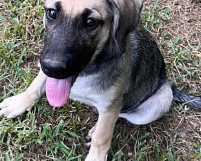 Vine - German Shepherd Dog/Labrador Retriever Mix Female Puppy for Adoption