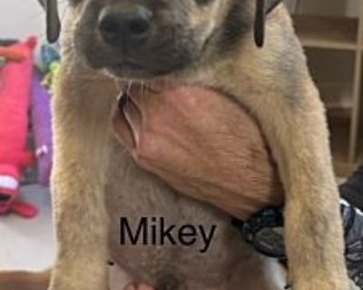 Mikey - Akita Male Dog for Adoption