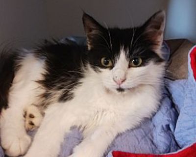 Bria - Domestic Longhair Female Cat for Adoption