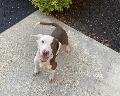 Charles - Labrador Retriever/Hound (Unknown Type) Mix Male Dog for Adoption
