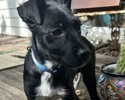 Pippa - Labrador Retriever Female Puppy for Adoption