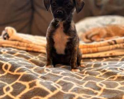 Florence - Terrier (Unknown Type, Small)/Shih Tzu Mix Female Puppy for Adoption