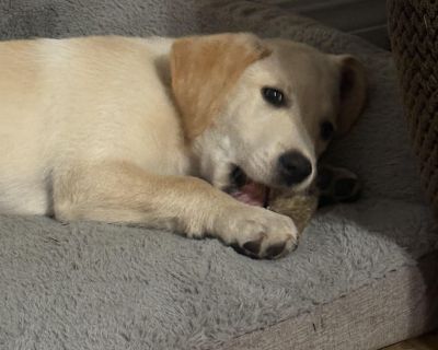 Lemon is a sweet baby labby! He is such a beautiful good boy! He loves to play and snuggle and make you laugh! He is 10 weeks old and ready for his first and last forever home! Apply to learn more or adopt him today! https://www.jotform.com/251497248399171. Out-of-town pets are cared for by non-local organizations who can make arrangements for the pet to be transported to your area. Learn More....