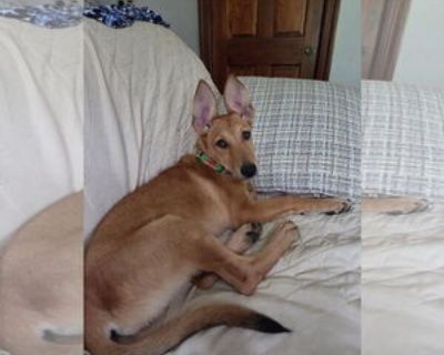 Young * Location Hoffman Estates, IL, 19125 USA USA *. Dog Breed: German Shepherd Dog (long coat). Female - 4 months - 19 lbs - Microchipped - Spay Contract - PA Hello! My name is Henrika and I am a 4-month-old, 19 lb female. My adoption is conditional on my adopter having me spayed at 6 months of age (September 2025). I am doing well with housetraining and am already crate-trained. I am still ...