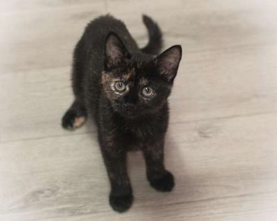 Meet Zara and Her Family Zara s journey to safety wasn t easy. Pregnant and nearly full-term, she arrived at the St. Johns County Shelter scared, overwhelmed, and in need of a soft place to land. Thankfully, she was whisked into foster care with Small Lives Matter Kitten Rescue just in time and only a day later, she welcomed three precious babies into the world. Her foster mom lovingly describe...