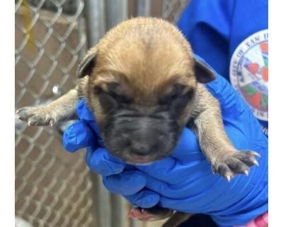 RESCUE PARTNER ONLY:RYAN - German Shepherd Dog Male Puppy for Adoption