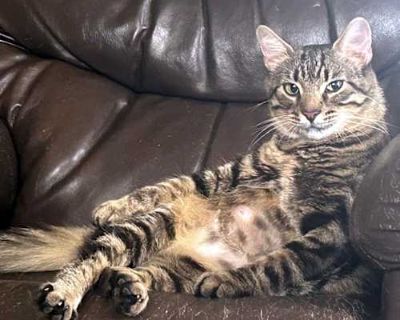 Meet Tuna! Tuna is a sweet, fluffy-tailed beauty with soft, smoky-gray lips and the most lovable personality. She ll plop herself right in front of you, roll onto her back, and show her belly her gentle way of asking for pets and affection. Though she looks adorably round and plush, Tuna has a heart even bigger than her tummy. She s a considerate cat who patiently steps back and lets other cats...