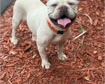 RAQUEL - Female Puppy French Bulldog for Adoption