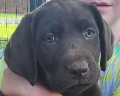 AKC Labrador puppy