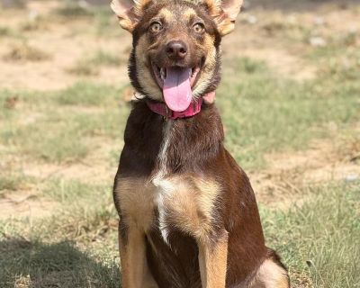 Introducing Cassia! This 6-month-old Chihuahua/Husky mix is basically a walking ray of sunshine. With ears that look like they could pick up satellite signals and a smile that never quits, she s equal parts silly and sweet. Cassia has plenty of pep in her step and would love a home that can keep up with her goofy zoomies, toy-tossing sessions, and look at me moments that will have you in stitch...