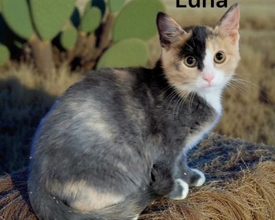 You can fill out an adoption application online on our official website.. Kitten Female Medium