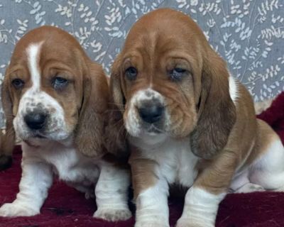 Basset Hound Puppies Looking for a Home in CA (California)