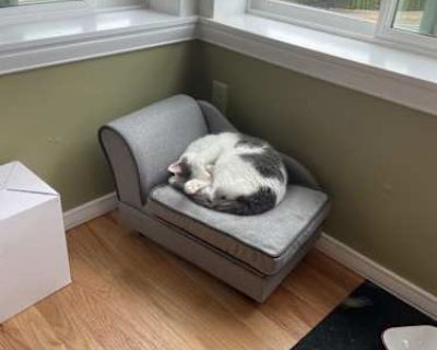 Other Kitty - American Shorthair Female Cat for Adoption