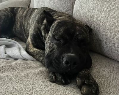 Ryder - Male Puppy Mastiff for Adoption