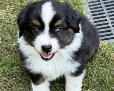 3 Male and 1 Female Miniature American Shepherd Puppies for Sale