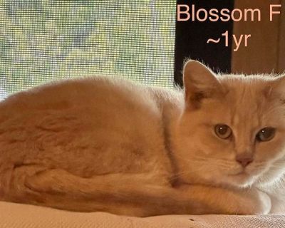 BLOSSOM - Domestic Short Hair Mix Female Cat for Adoption