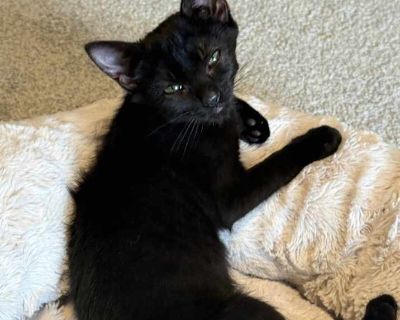 Millie - Domestic Shorthair Female Kitten for Adoption