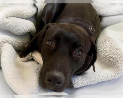 SLADE - American Pit Bull Terrier-Labrador Retriever Mix Male Puppy for Adoption