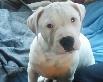 Olde English Bulldoggee pup