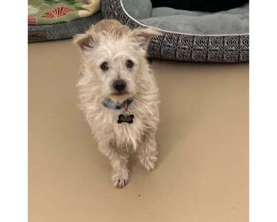 Mark- Chino Hills Location - Maltese/Terrier (Unknown Type, Medium) Mix Male Dog for Adoption