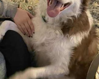 Koda - Border Collie Male Dog for Adoption